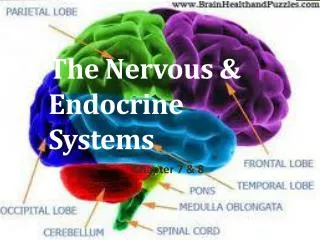 The Nervous &amp; Endocrine Systems