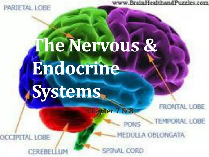 the nervous endocrine systems
