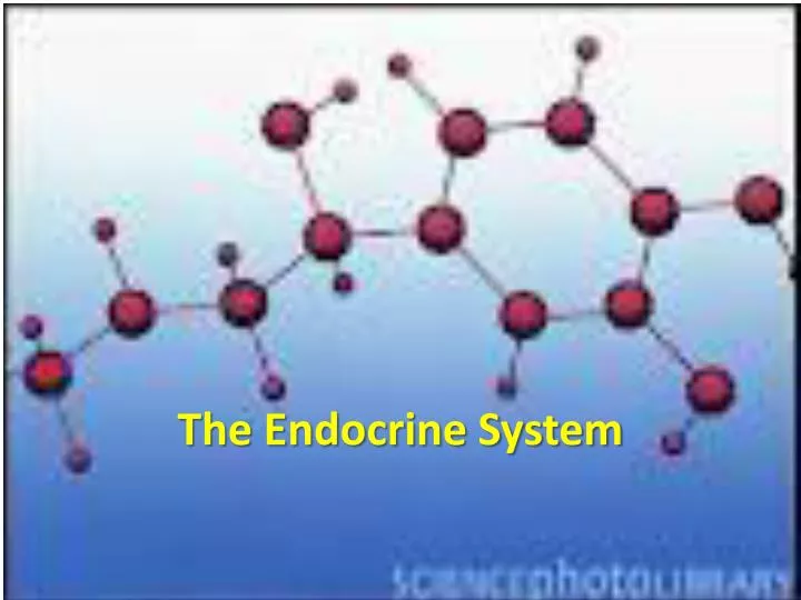 the endocrine system