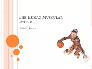 The Human Muscular system