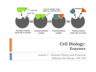 Cell Biology: Enzymes