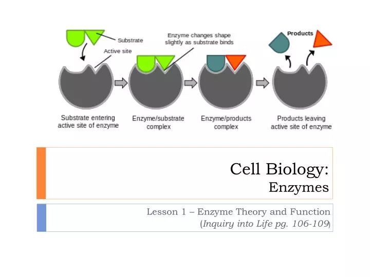 cell biology enzymes