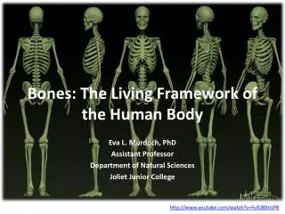 Bones: The Living Framework of the Human Body