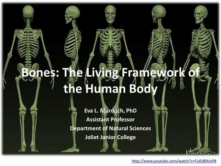 bones the living framework of the human body