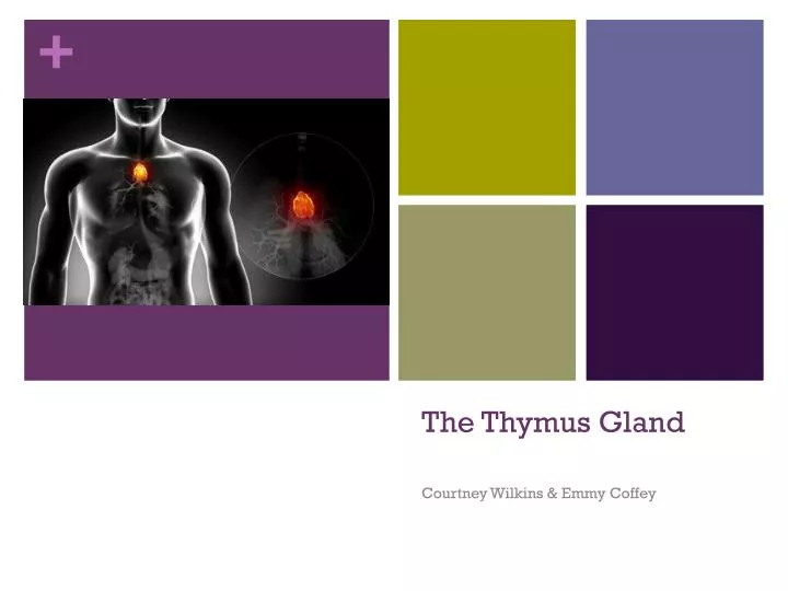 the thymus gland