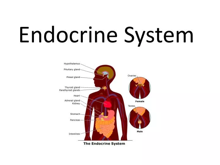 endocrine system