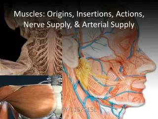 Muscles: Origins, Insertions, Actions, Nerve Supply, &amp; Arterial Supply