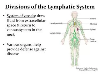 Divisions of the Lymphatic System