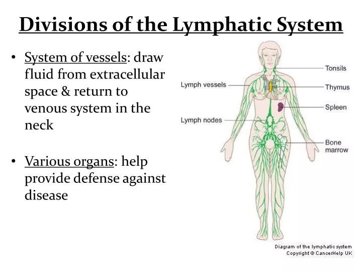 divisions of the lymphatic system