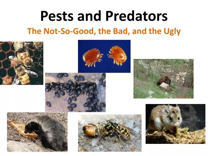 pests and predators