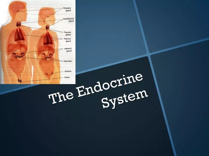 the endocrine system