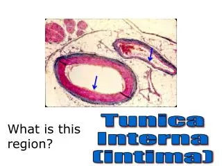 What is this region?