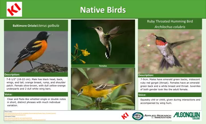 native birds