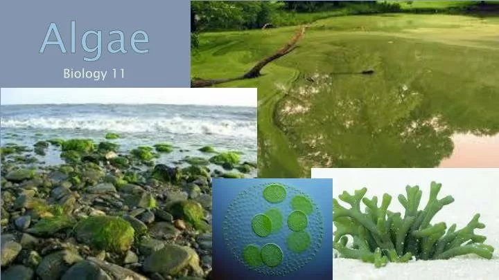 algae