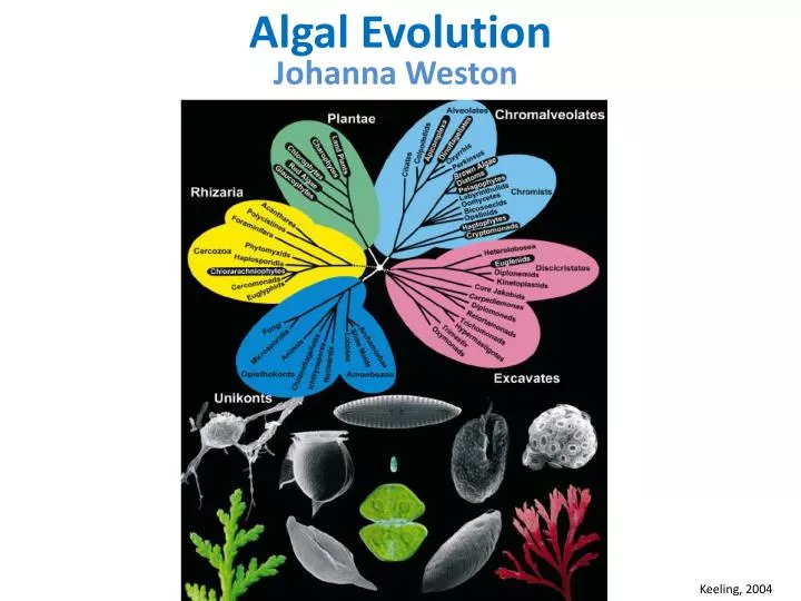 algal evolution