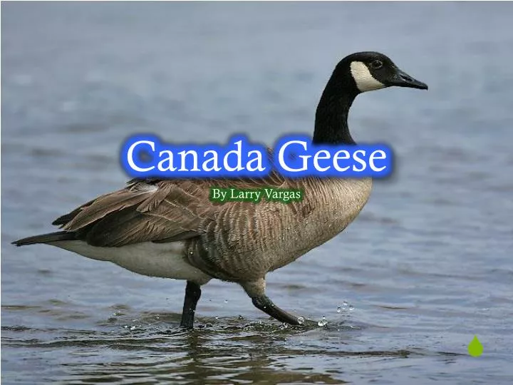 canada geese