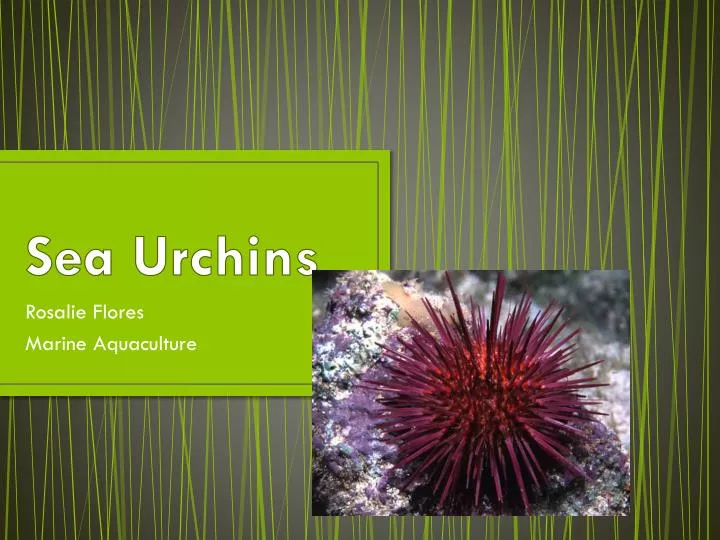 sea urchins