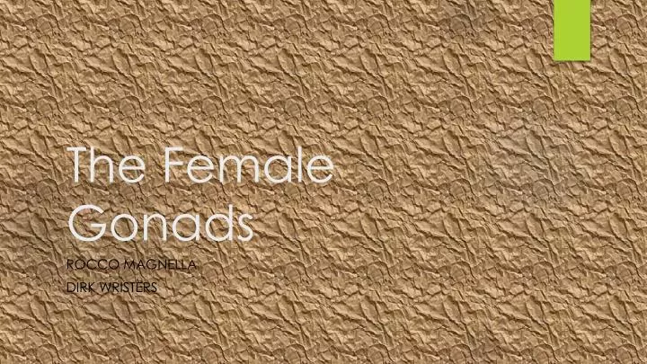 the female gonads