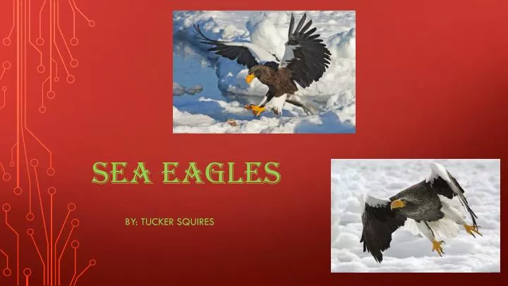 sea eagles