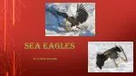 Sea Eagles - slide 1
