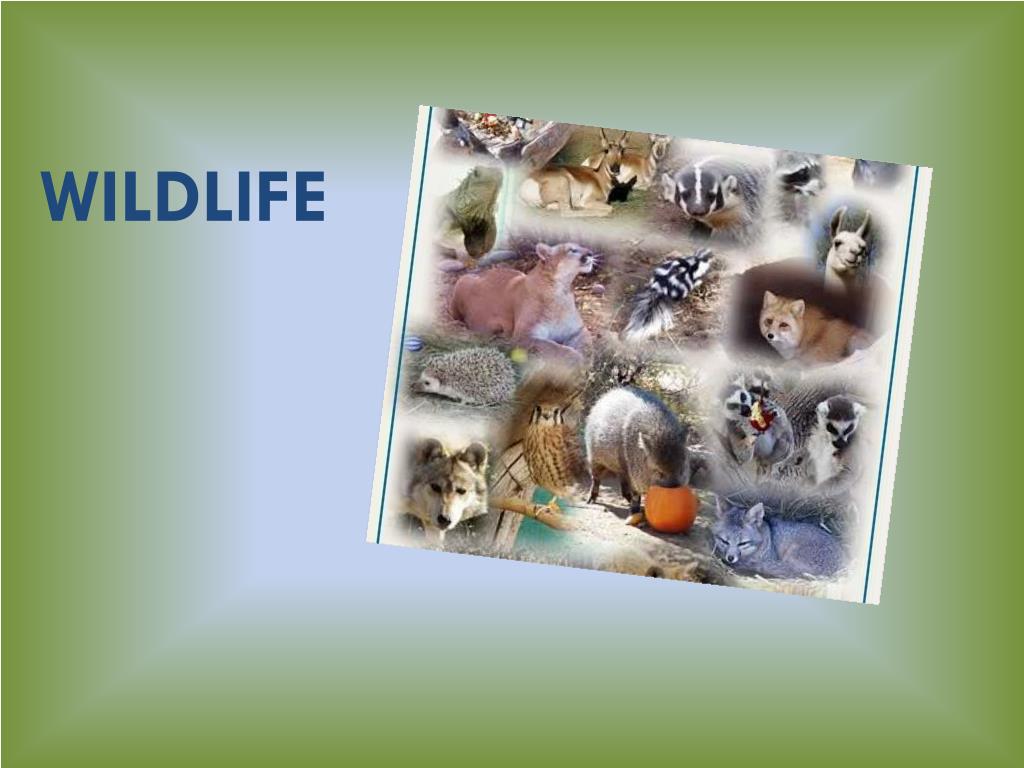 PPT - WILDLIFE PowerPoint Presentation, free download - ID:2140780