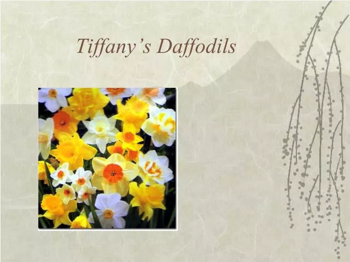 tiffany s daffodils