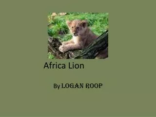 Africa Lion