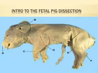 Intro to the Fetal Pig Dissection