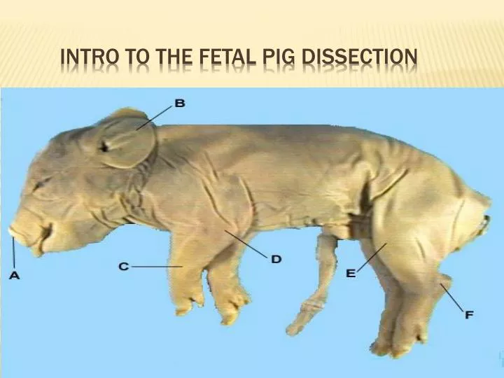 intro to the fetal pig dissection