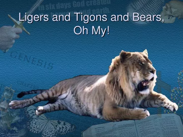 ligers and tigons and bears oh my