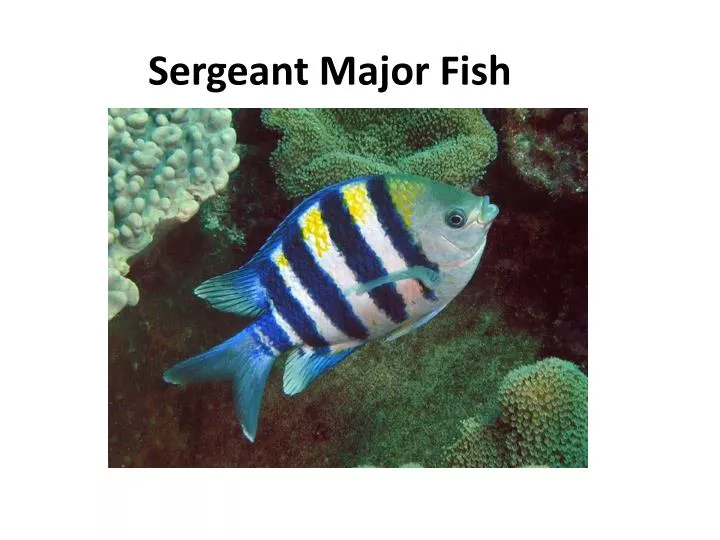 sergeant major fish