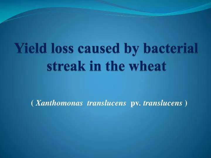 yield loss caused by bacterial streak in the wheat