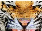 Tiger - slide 1