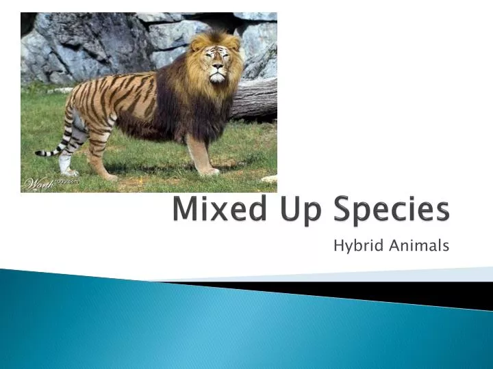 mixed up species