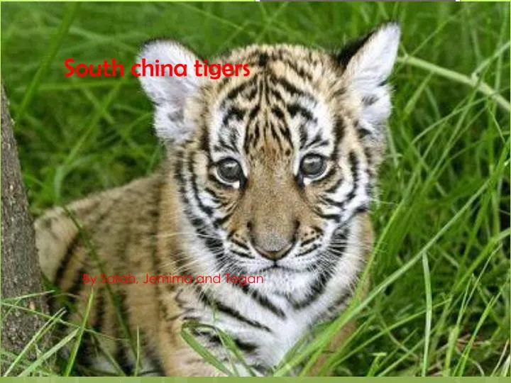 south china tigers