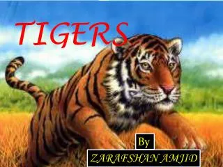 TIGERS