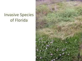 Invasive Species of Florida