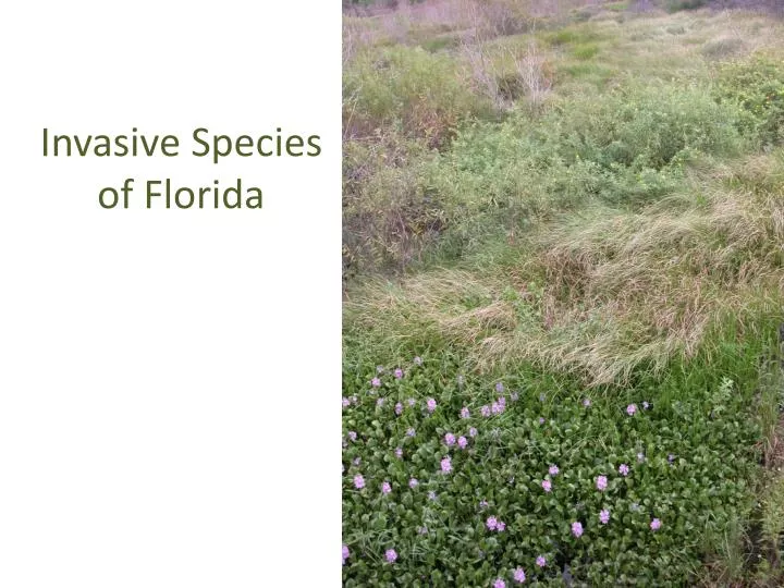 invasive species of florida