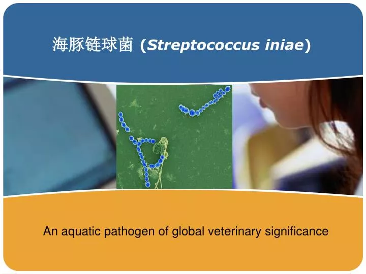 streptococcus iniae