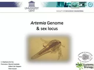 Artemia Genome &amp; sex locus