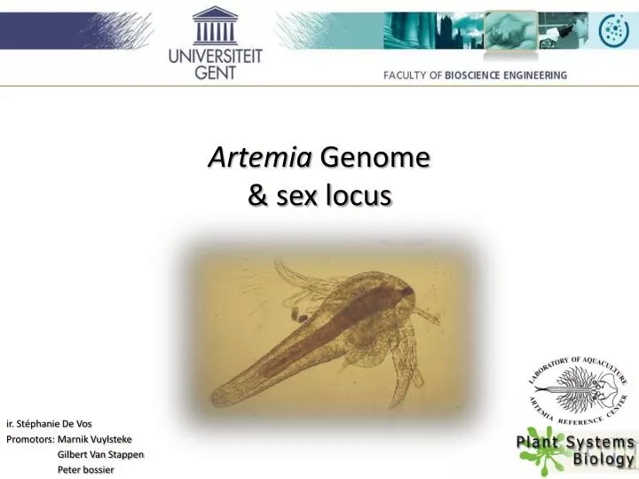 artemia genome sex locus