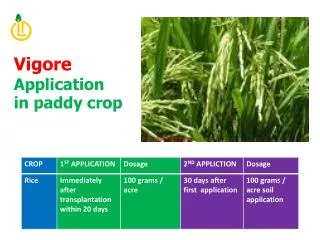 Vigore Application in paddy crop