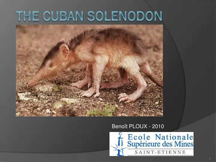 the cuban solenodon