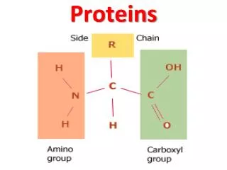 Proteins