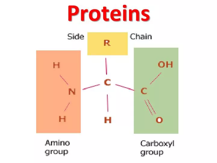 proteins