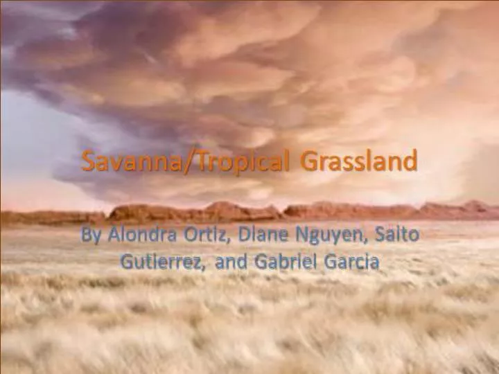 savanna tropical grasslands
