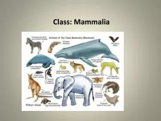 Class: Mammalia