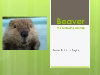 Beaver The Gnawing Animal