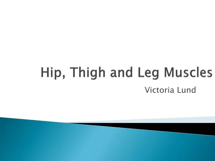 hip thigh and leg muscles