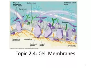 Topic 2.4: Cell Membranes